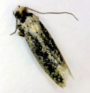 What Moth Is In My House